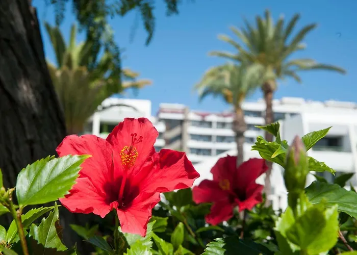 Optimist Deluxe Плая-де-лас-Америкас